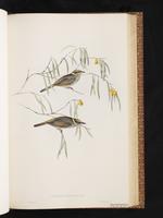 Yellow-plumed Honeyeater plate 39
