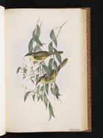 Purple-gaped Honeyeater plate 38