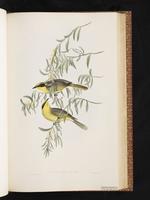 Yellow-tufted Honeyeater plate 37