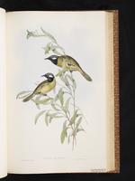 White-eared Honeyeater plate 36