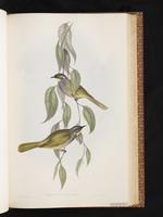 Yellow-throated Honeyeater plate 35