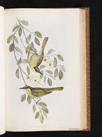 Varied Honeyeater plate 34