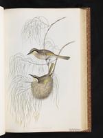 Varied Honeyeater plate 33