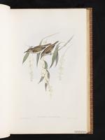 Brown Honeyeater plate 31