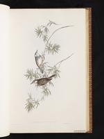 Bar-breasted Honeyeater plate 30