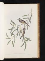 Tawny-crowned Honeyeater plate 29