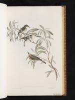 Tawny-crowned Honeyeater plate 28