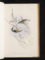 Crescent Honeyeater plate 27