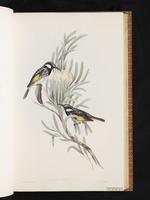 White-cheeked Honeyeater plate 26