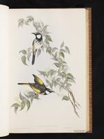 White-cheeked Honeyeater plate 25