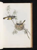 New Holland Honeyeater plate 24