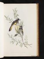 New Holland Honeyeater plate 23