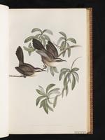 White-browed Babbler plate 22