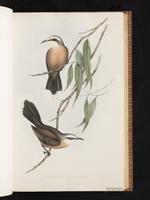 Grey-crowned Babbler plate 21