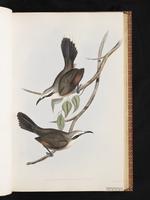 Grey-crowned Babbler plate 20