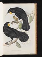 Huia plate 19