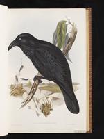 Australian Raven plate 18