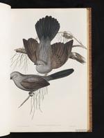 Apostlebird plate 17