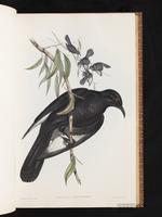 White-winged Chough plate 16