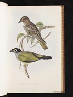 Green Figbird plate 15