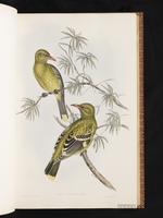 Green Oriole plate 14