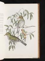 Olive-backed Oriole plate 13