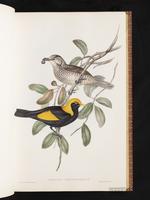 Regent Bowerbird plate 12