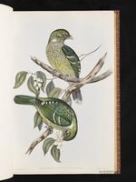 Green Catbird plate 11