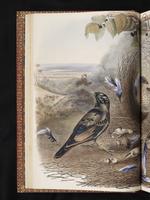 Satin Bowerbird plate 10