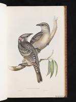 Great Bowerbird plate 9