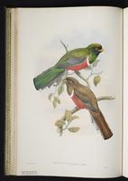 Cinnamon-rumped trogon plate 14