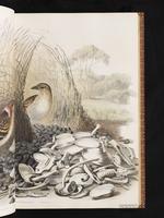 Spotted Bowerbird plate 8