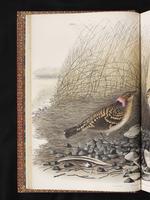 Spotted Bowerbird plate 8