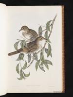 Scaly Thrush plate 7