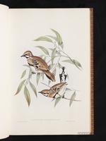 Cinnamon Quail-thrush plate 6