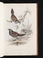 Chestnut Quail-thrush plate 5
