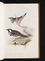 Spotted Quail-thrush plate 4