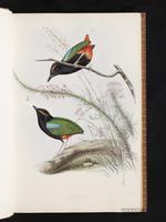 Rainbow Pitta plate 3