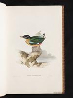 Noisy Pitta plate 2