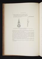 Monograph of the Paradiseidae, 1:13