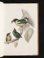 Noisy Pitta plate 1
