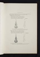 Monograph of the Paradiseidae, 1:12