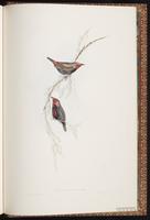 Painted Finch plate 97