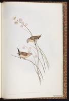 Yellow-rumped Munia plate 96