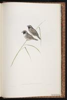 Pictorella Munia plate 95