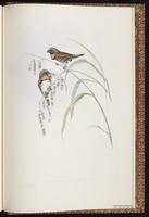 Chestnut-breasted Munia plate 94