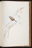 Black-throated Finch plate 93