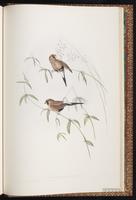 Masked Finch plate 91