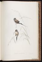 Violet-eared Waxbill plate 90