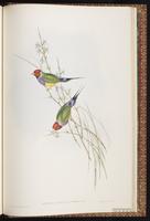 Masked Finch plate 89